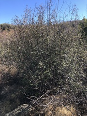 Frangula californica californica