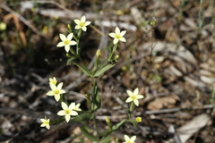 Centaurium maritimum