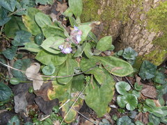 Pulmonaria vallarsae