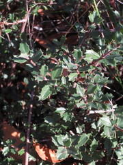 Ceanothus divergens