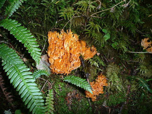 Garfield Ledges