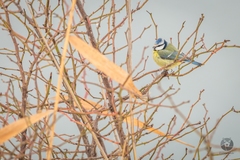 Cyanistes caeruleus