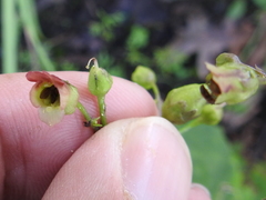 Scrophularia parviflora