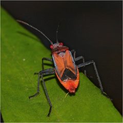 Leptocoris mutilatus