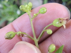 Scrophularia parviflora
