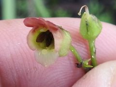 Scrophularia parviflora