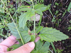 Scrophularia parviflora