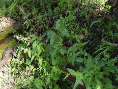 Scrophularia parviflora