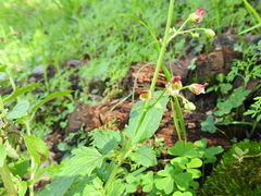 Scrophularia parviflora