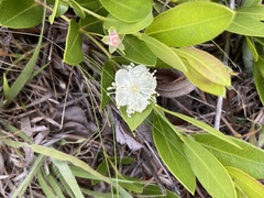 Psidium salutare mucronatum