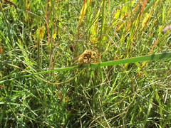 Lastaurina