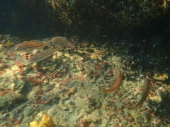 Cheilotrema saturnum