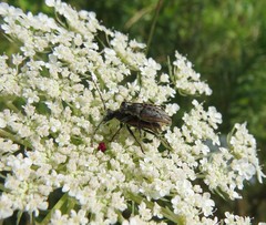 Brachyleptura brevis