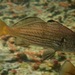 Black Croaker - Photo (c) Alex Bairstow, some rights reserved (CC BY-NC), uploaded by Alex Bairstow