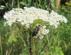 Brachyleptura brevis