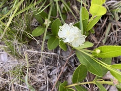 Psidium salutare mucronatum