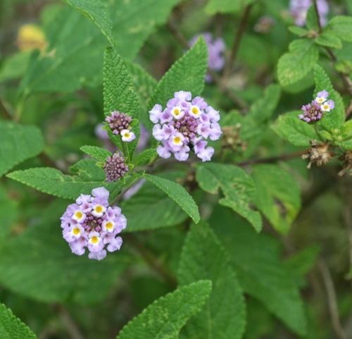Lantana fucata