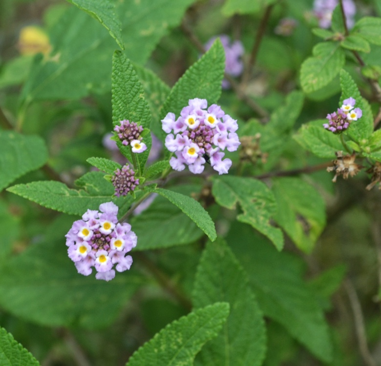 Lantana fucata