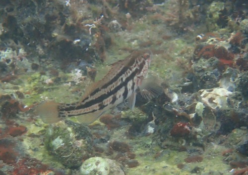 Spotted sand bass (Paralabrax maculatofasciatus) — Serranidae — 4