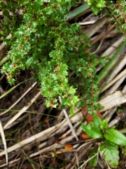 Berberis actinacantha