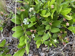 Psidium salutare mucronatum