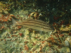 Cheilotrema saturnum