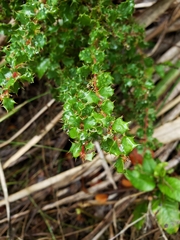 Berberis actinacantha