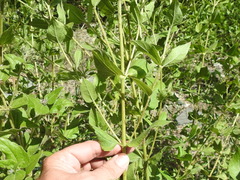 Aldama cordifolia