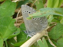 Glaucopsyche lygdamus image