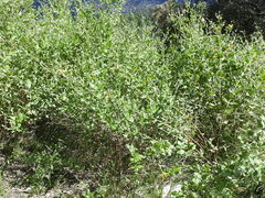 Aldama cordifolia
