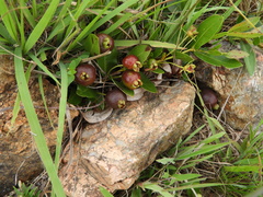 Psidium salutare mucronatum