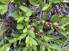 Psidium salutare mucronatum