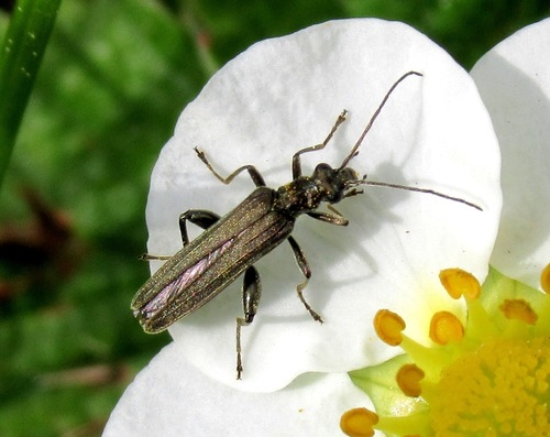 Oedemera virescens nuotrauka