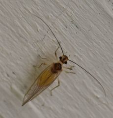 Stenopsocus