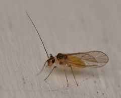 Stenopsocus