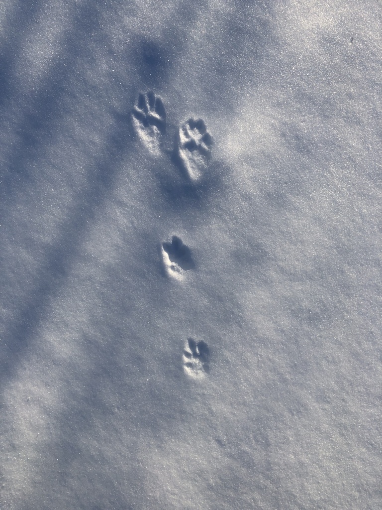 Snowshoe Hare From Old Post Rd Staatsburg NY US On February 4 2021   Large 