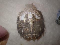 Blepharipoda occidentalis image