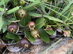 Psidium salutare mucronatum