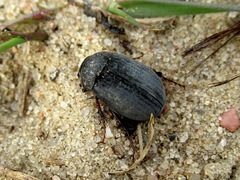 Maladera holosericea