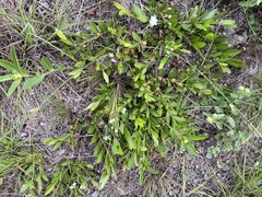 Psidium salutare mucronatum