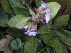 Pulmonaria vallarsae