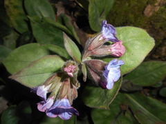 Pulmonaria vallarsae
