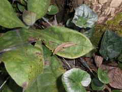 Pulmonaria vallarsae