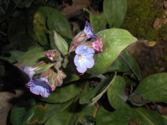 Pulmonaria vallarsae