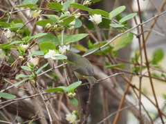 Leiothlypis celata