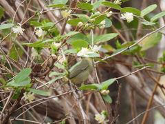 Leiothlypis celata