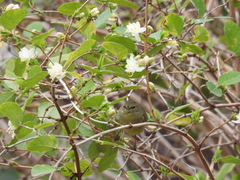 Leiothlypis celata