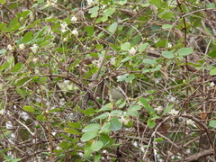 Leiothlypis celata