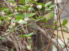 Leiothlypis celata