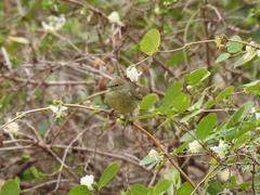 Leiothlypis celata